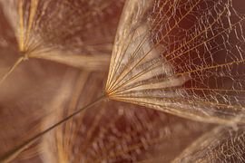 Botanical chic: Golden Tragopogon fluff in warm light by Marjolijn van den Berg