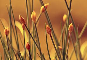 Allium