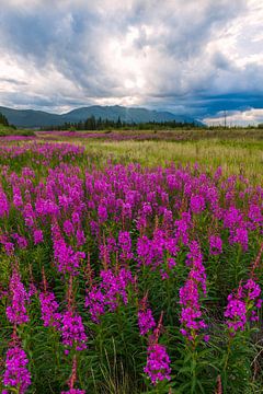 Bloemenweiden in Alaska van Denis Feiner