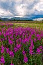 Blumenwiesen in Alaska von Denis Feiner Miniaturansicht
