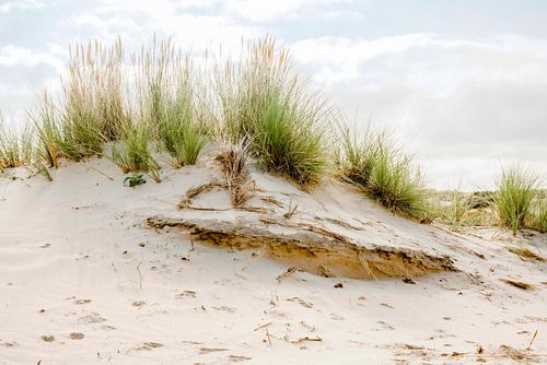 Dune avec des herbes de plage. Un sentiment de vacances.