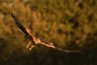 Red kite attack!