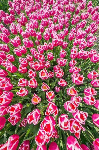 Tulips on a summer day gives a brilliant combination of colours. by Peter de Jong