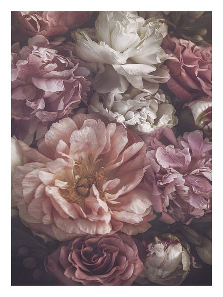 Blüte von Marina de Wit