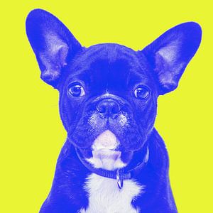 süße Französische Bulldogge lustiger Hund Humor von Felix Brönnimann