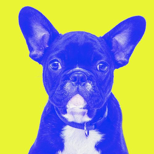 leuke franse bulldog grappige hondenhumor