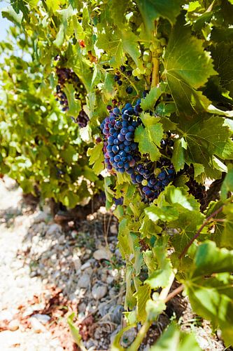 Wijnrank in de zomer