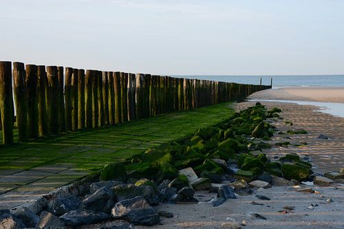 Mit Algen bewachsene Fliesen und Steine, Küste von Zeeland