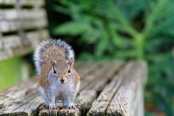 USA, Florida, Mooie bruine eekhoorn die van houten bank kijkt van adventure-photos