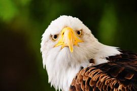 oog in oog met de american eagle von benny schoolmeester