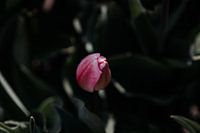 Beginn des Frühlings - Tulpe