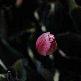 Beginn des Frühlings - Tulpe von Angela van der Zee