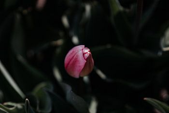 Begin van de lente - Tulp