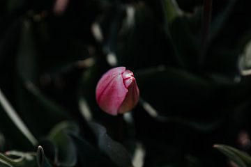 Begin van de lente - Tulp van Angela van der Zee