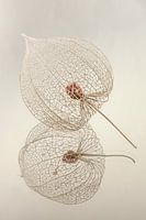 Stilleven:  Een lampionnetje van de lampionplant