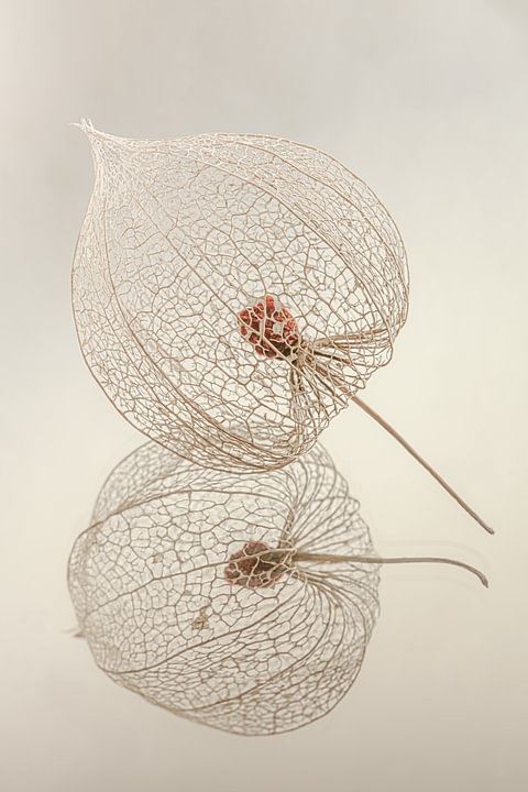 Stilleven:  Een lampionnetje van de lampionplant van <span class="secondary-font">Marjolijn van den Berg</span>