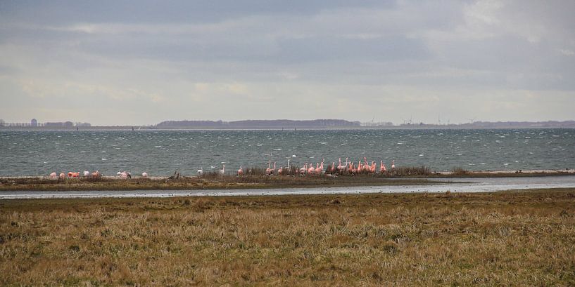 Flamingo's 1  van Marloes van der Beek-Rietveld