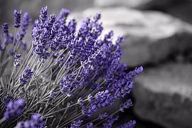 Abstracte paarse bloemen van Art & Soul Creations