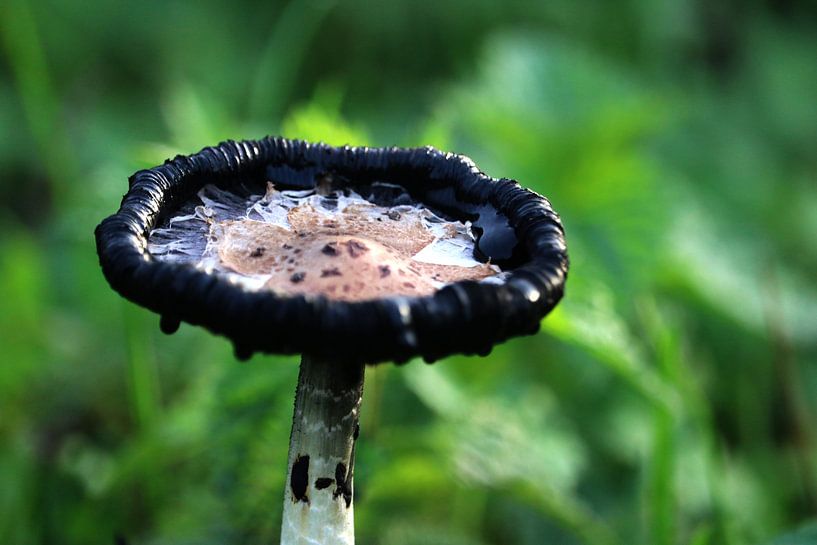 Champignons par The Art Page Of MG