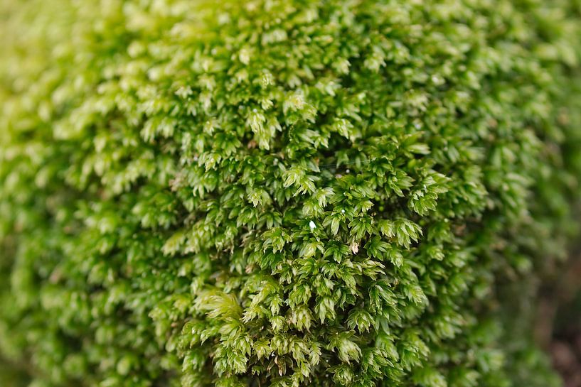 Moss by Jörg Hausmann