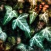 Ivy leaves on tree trunk by Nicc Koch