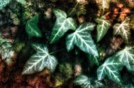 Ivy leaves on tree trunk by Nicc Koch thumbnail
