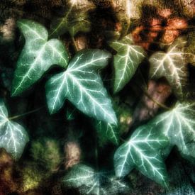 Ivy leaves on tree trunk by Nicc Koch