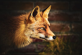 Dans la lueur dorée – La beauté sauvage du renard sur Egon Jansen Fotografie