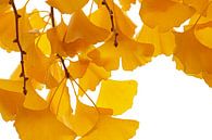 Gelbe Ginkgo-Herbstblätter in Nahaufnahme vor einem weißen Hintergrund von Nature in Stock Miniaturansicht