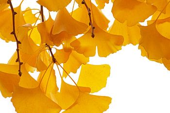 Gelbe Ginkgo-Herbstblätter in Nahaufnahme vor einem weißen Hintergrund
