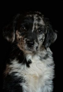 Puppy