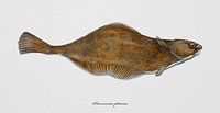 Scholle, Pleuronectes platessa