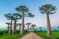 Allée des Baobabs von Cas van den Bomen Miniaturansicht