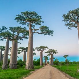 Allée des Baobabs by Cas van den Bomen