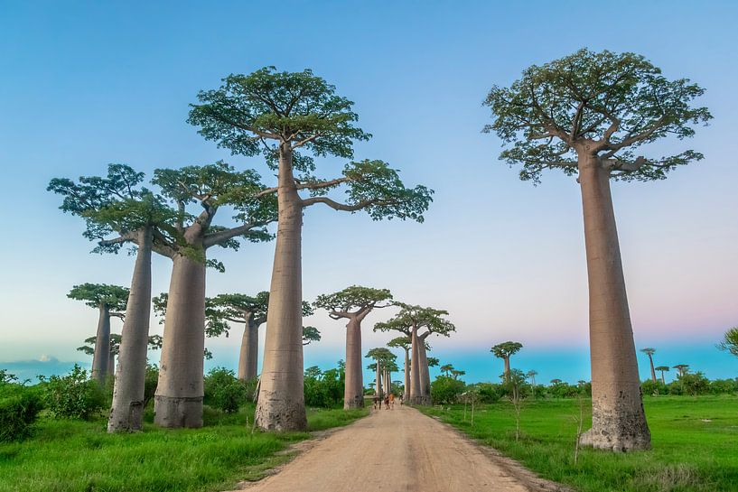 Allée des Baobabs van Cas van den Bomen