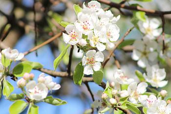 Blossom of the pear tree