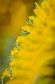 Macro 8 by Mariëlle de Valk