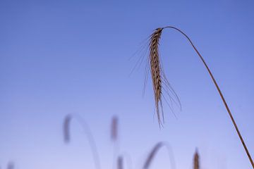 Straw in restful surroundings. by Bart van Turnhout