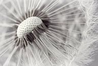 Delicate dandelion by Heike Hultsch thumbnail