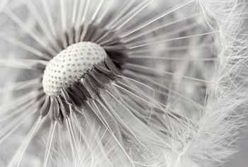 Zarte Pusteblume