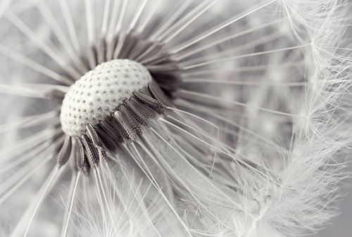 Delicate dandelion