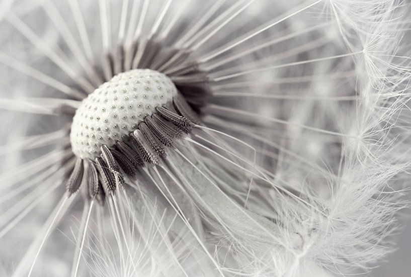 Delicate dandelion by Heike Hultsch