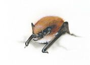 Zwischen Felsen und Himmel – Alpenfledermaus (Hypsugo savii) von WeltReisender Magazin Miniaturansicht