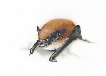 Zwischen Felsen und Himmel – Alpenfledermaus (Hypsugo savii)