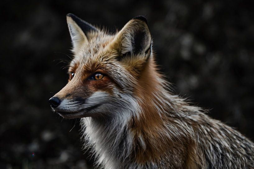 Magnifique gros plan d'un renard dans la nature par Art & Soul Creations