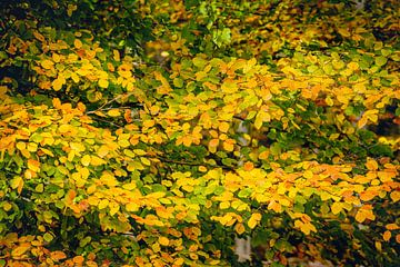 Beech leaves with variegated leaves in autumn colour by Fotografiecor .nl