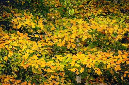 Beukenbladeren met bontgekleurde bladeren in herfstkleur