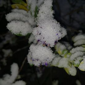 naomi de leeuw Profile picture