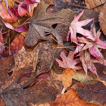 Warme pasteltinten van bladeren in een arboretum van Pixel Meeting Point