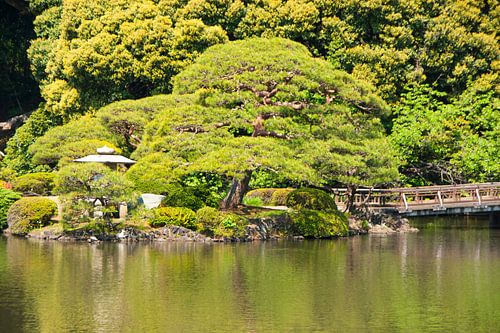 japan, yoyogipark tokyo
